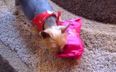 VIDEO: Nothing To See Here…Only Dogs Opening Christmas Presents