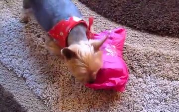 VIDEO: Nothing To See Here…Only Dogs Opening Christmas Presents