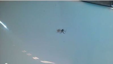 WATCH: What Happens When You Shout At A Spider