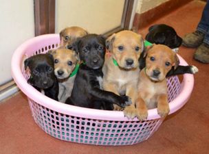 Seven Puppies Left At Roadside In Freezing Conditions