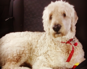 Dog Owner? You’ll Never Leave the House After Watching This