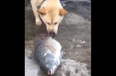 WATCH: This Video Shows Just Why Dogs Are The Greatest Animal Of All