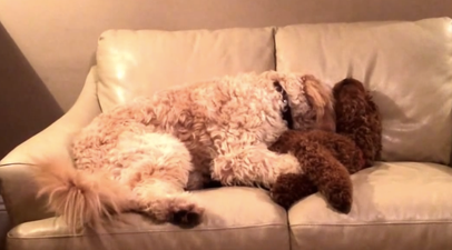WATCH: Dog Comforts Pal From Bad Dream Because That’s What Friends Are For