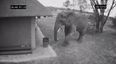 VIDEO: We Didn’t Think It Was Possible To Love Elephants Anymore…