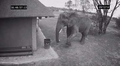 VIDEO: We Didn’t Think It Was Possible To Love Elephants Anymore…