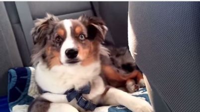 MUST SEE: Adorable Puppy Shows His Love For Frozen Song
