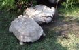 This Tortoise Video Is Guaranteed to Make You Smile