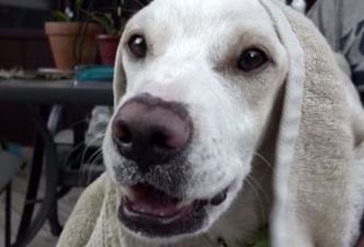 Paralyzed Dog Learns to Walk Again – Watch His Incredible Journey (Have Tissues Nearby)