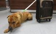 Dog Found Abandoned With Suitcase of His Belongings