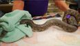 Woman Gets The Shock of Her Life When She Finds Five-Foot Snake in Toilet