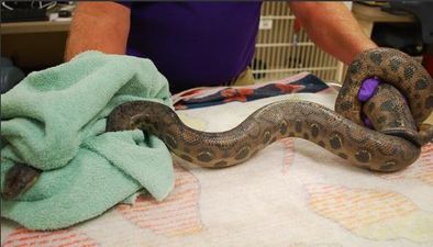 Woman Gets The Shock of Her Life When She Finds Five-Foot Snake in Toilet