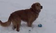 That’s Gas… Dog Gets Confused by Squeaky Toy