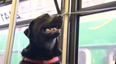 Black Labrador Rides Bus Alone To Dog Park, Wins The Hearts Of Everyone