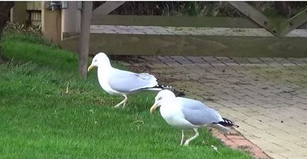 WATCH: These Irish Dancing Seagulls Will Make Your Day