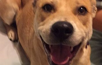 Before and After Snaps Show Benefits of Animal Adoption