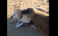 This Video of a Seal Cuddling a Dog Is The Cutest Thing You’ll See Today