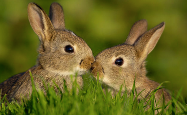 Rabbit Breeders Are Seriously Ticked Off At Pope Francis… Yes, Really!