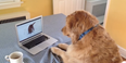 VIDEO: Golden Retriever Freaking Out While Watching Another Golden Retriever Is As Good As It Sounds