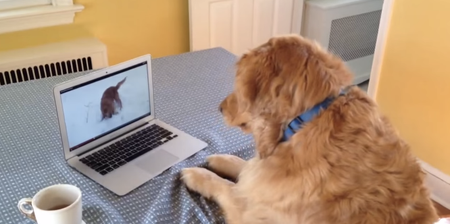 VIDEO: Golden Retriever Freaking Out While Watching Another Golden Retriever Is As Good As It Sounds