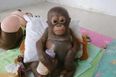 Baby Orangutan Rescued From Chicken Coop After Ten Months