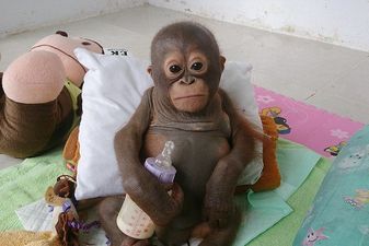 Baby Orangutan Rescued From Chicken Coop After Ten Months
