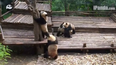 WATCH: Nothing To See Here… Just A PANDA PILE-UP!