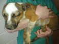 Staffordshire Bull Terrier Dies After Being Hogtied And Placed Over Slow Burning Fire