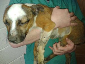 Staffordshire Bull Terrier Dies After Being Hogtied And Placed Over Slow Burning Fire