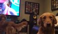 VIDEO: Dog LOVES Watching the Australian Open Tennis