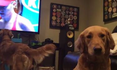 VIDEO: Dog LOVES Watching the Australian Open Tennis