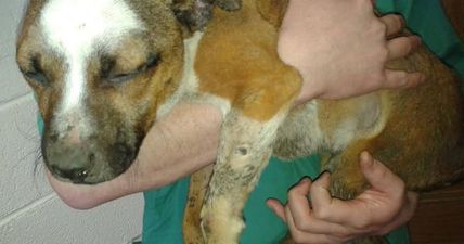 €3,500 Reward Offered To Help Catch The People Responsible For Staffie’s Horrific Death