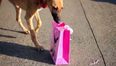 VIDEO: Giving Gifts to Homeless Dogs (It’s Adorable!)