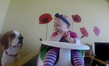 WATCH: This Beagle From Clare Loves His Toddler Owner… Prepare To Have Your Heart Melted!