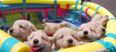 VIDEO: Just A Group Of Golden Retriever Puppies Hanging Out Together