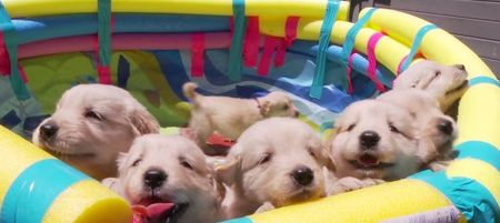 VIDEO: Just A Group Of Golden Retriever Puppies Hanging Out Together