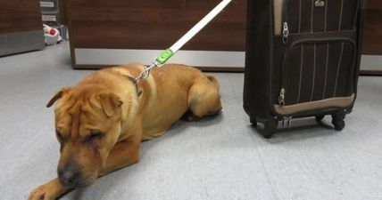 Dog Found Abandoned At Railway Station Gets His Own (Adopted) Happy Ending