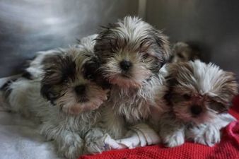 Over 100 Puppies Seized At Dublin Port By Animal Welfare Officers
