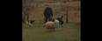 The Lamb Of Dog: Watch The Pet Lamb That Thinks It’s A Dog And Fill Your Life With Joy