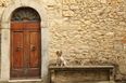Italian Town Offers Tax Breaks for Dog Adoptions
