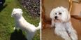 Keith Duffy Finds Daughter’s Companion Dog After Launching Twitter Appeal