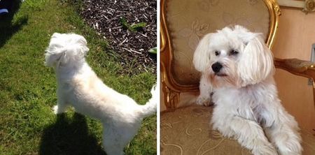 Keith Duffy Finds Daughter’s Companion Dog After Launching Twitter Appeal