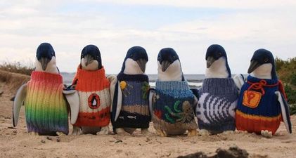 The Oldest Man in Australia Knits Jumpers For Injured Penguins