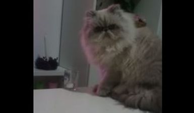 Thought Grumpy Cat Was Bad? Wait Until You See This One!