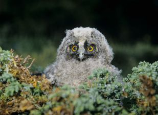 Love Owls? You Might Want To Book A Trip To The UK This March