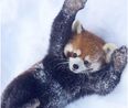 WATCH: These Red Pandas Reacting To Snow Will Be The Cutest Thing You See Today