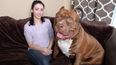 This Is Hulk, The World’s Largest Pitbull (And He’s Only a Puppy)