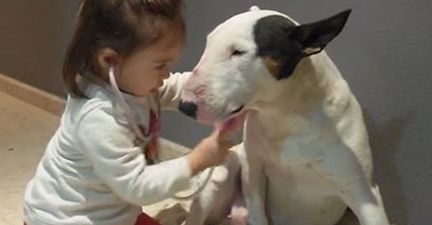Too Cute… Toddler Gives Dog a Checkup