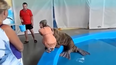 WATCH: Heavy Petting… This Walrus Just Slapped A Woman In A Playful Push