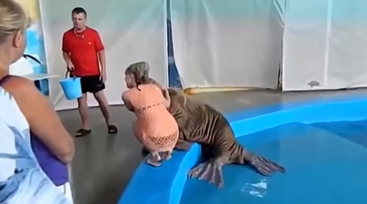WATCH: Heavy Petting… This Walrus Just Slapped A Woman In A Playful Push