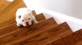 VIDEO: Puppies Learning To Climb Stairs